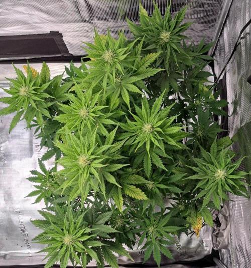 Delighted Diablo is back at Venus. Week 6 - Day 42