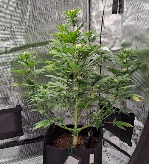 Delighted Diablo is back at Venus. Week 6 - Day 42