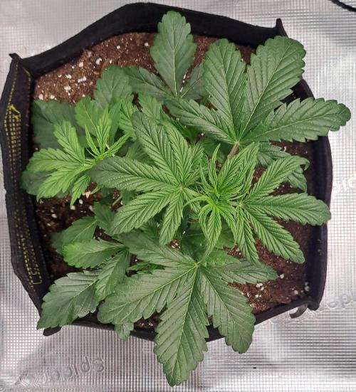 Strawberries on their way to Saturn. Week 4 - Day 22