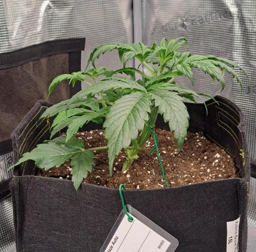 Strawberries on their way to Saturn. Week 4 - Day 22