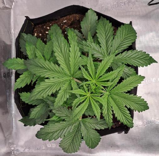 Strawberries on their way to Saturn. Week 4 - Day 23