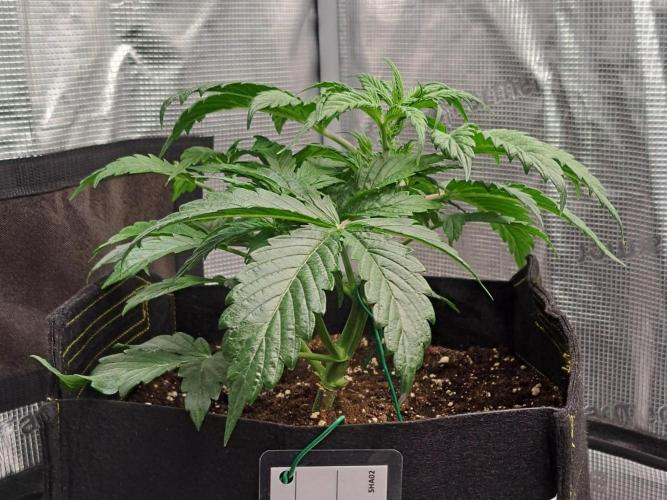 Strawberries on their way to Saturn. Week 4 - Day 23