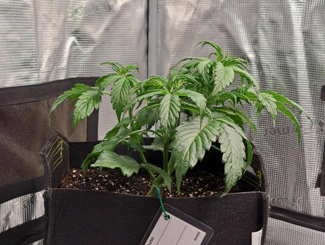 Strawberries on their way to Saturn. Week 4 - Day 24