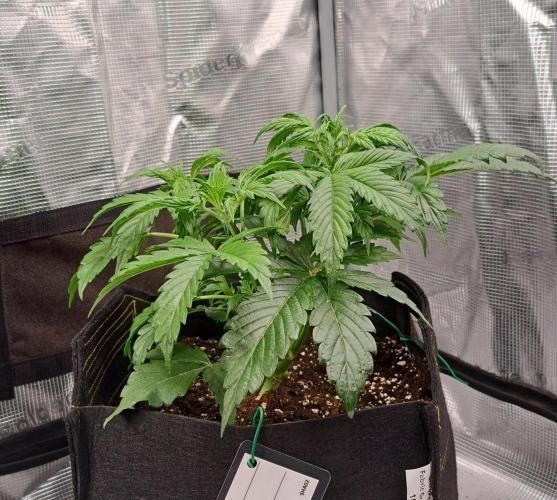 Strawberries on their way to Saturn. Week 4 - Day 25