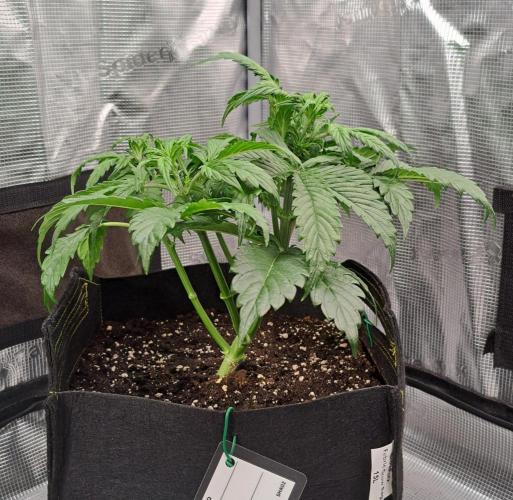 Strawberries on their way to Saturn. Week 4 - Day 26