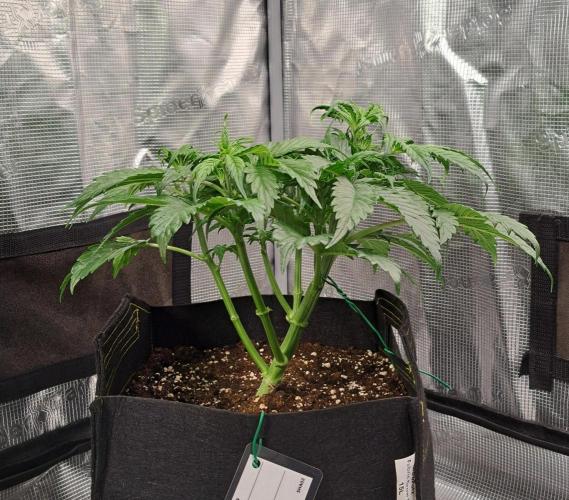 Strawberries on their way to Saturn. Week 4 - Day 27