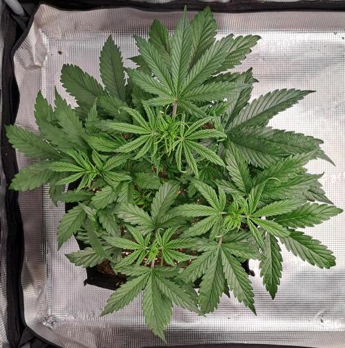 Strawberries on their way to Saturn. Week 4 - Day 28