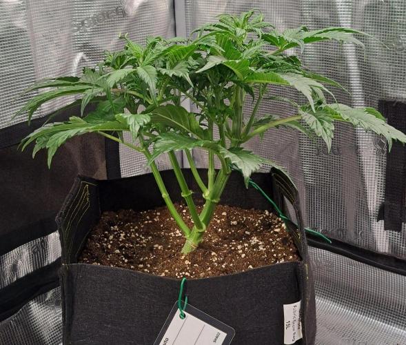 Strawberries on their way to Saturn. Week 4 - Day 28