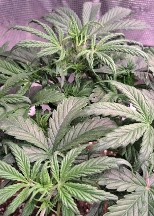 Strawberries on their way to Saturn. Week 4 - Day 28