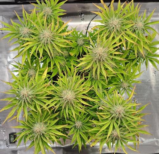 Coke for Saturn. Week 9 - Day 57