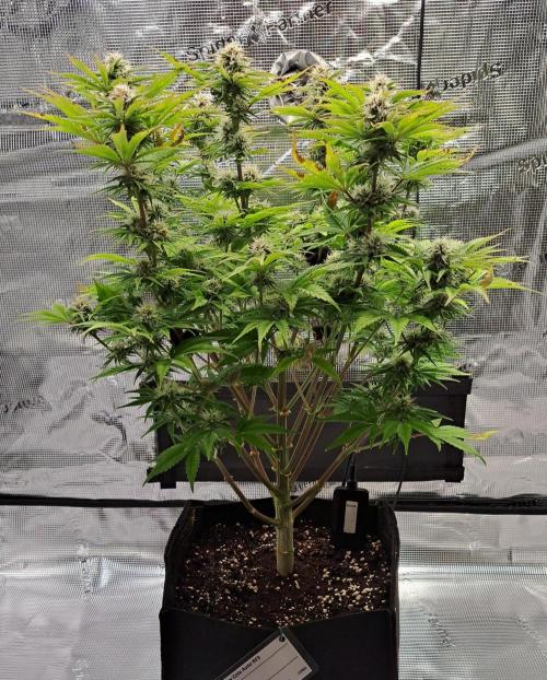 Coke for Saturn. Week 9 - Day 57