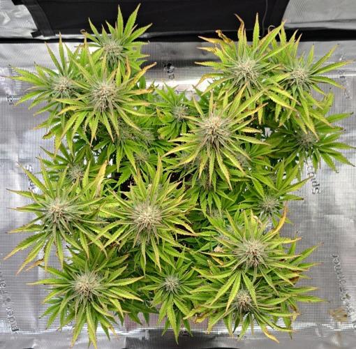 Coke for Saturn. Week 9 - Day 58