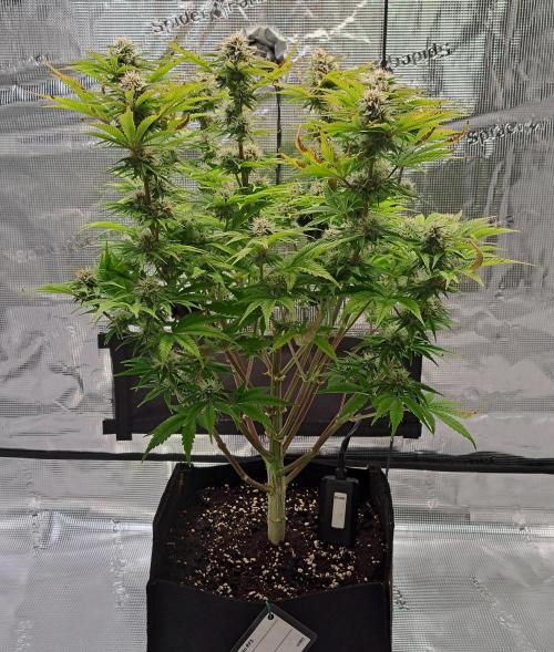 Coke for Saturn. Week 9 - Day 58