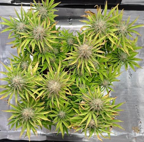 Coke for Saturn. Week 9 - Day 59