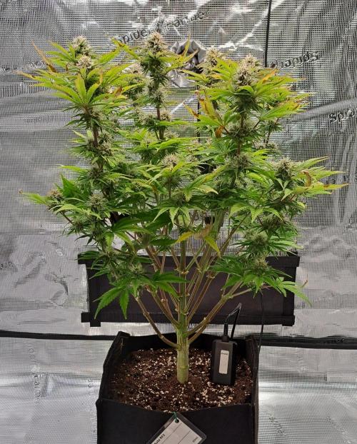 Coke for Saturn. Week 9 - Day 59