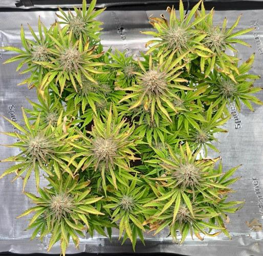 Coke for Saturn. Week 9 - Day 60