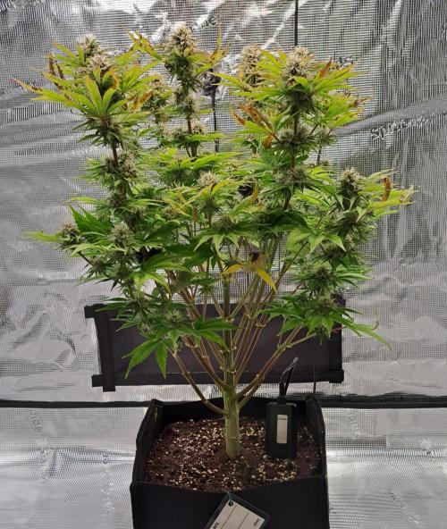 Coke for Saturn. Week 9 - Day 60