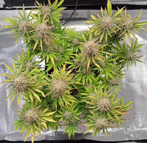 Coke for Saturn. Week 9 - Day 61