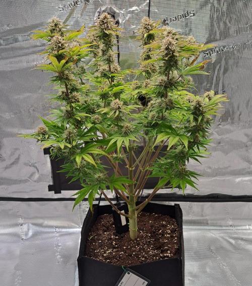 Coke for Saturn. Week 9 - Day 61