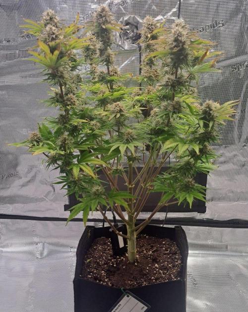 Coke for Saturn. Week 9 - Day 62