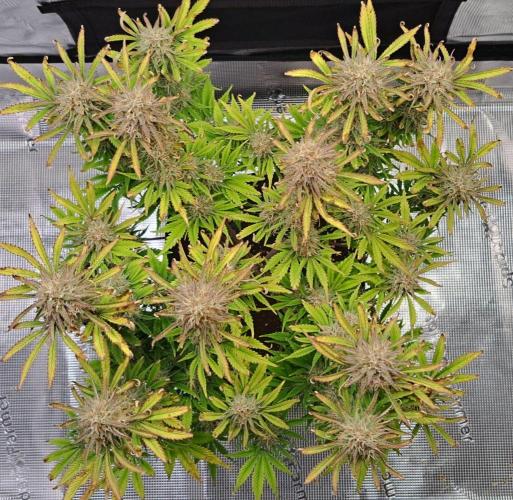 Coke for Saturn. Week 9 - Day 63