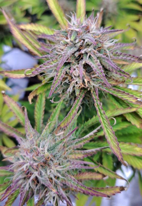 Coke for Saturn. Week 9 - Day 63