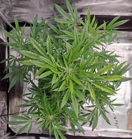 amIZIng Diesel. Week 8 - Day 50