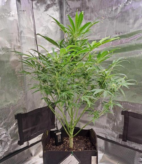 amIZIng Diesel. Week 8 - Day 50