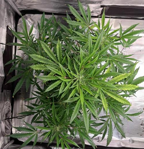 amIZIng Diesel. Week 8 - Day 51