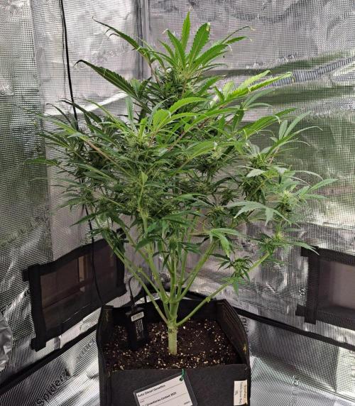 amIZIng Diesel. Week 8 - Day 51