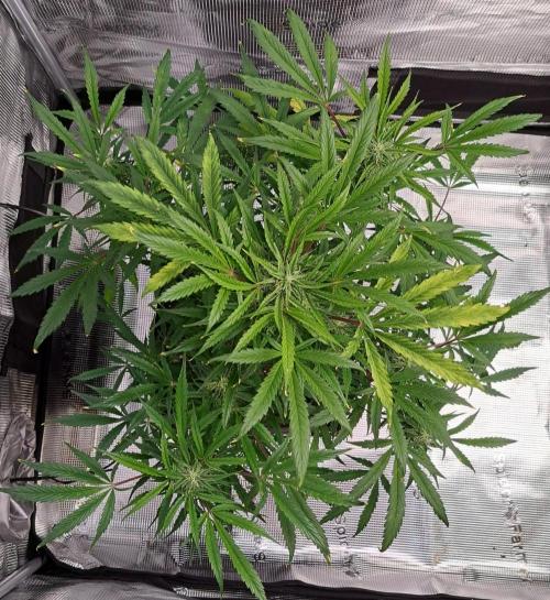 amIZIng Diesel. Week 8 - Day 52