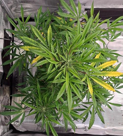 amIZIng Diesel. Week 8 - Day 53