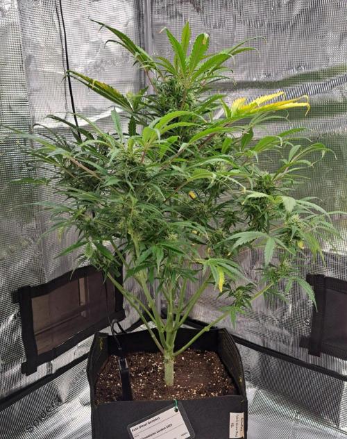 amIZIng Diesel. Week 8 - Day 53