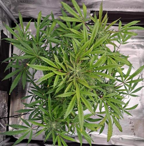 amIZIng Diesel. Week 8 - Day 54