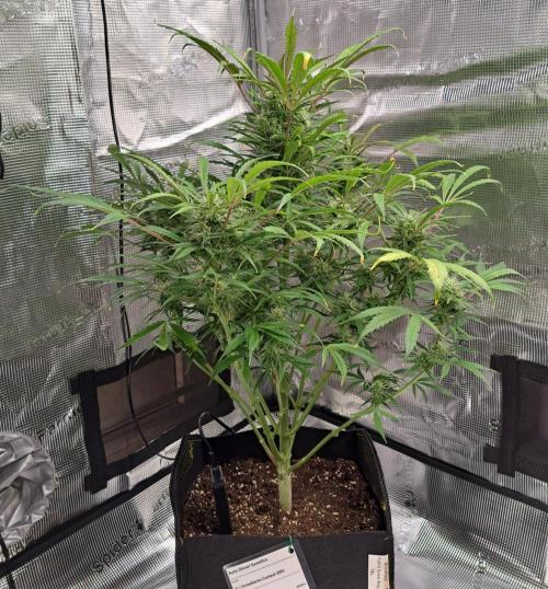 amIZIng Diesel. Week 8 - Day 54