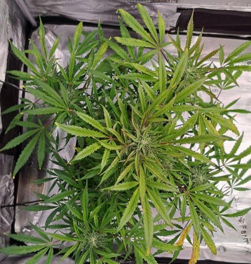 amIZIng Diesel. Week 8 - Day 55