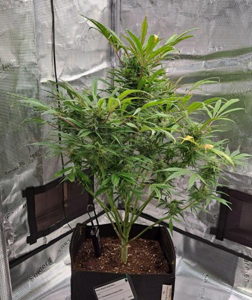 amIZIng Diesel. Week 8 - Day 55