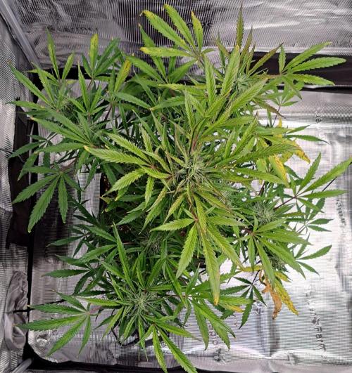 amIZIng Diesel. Week 8 - Day 56