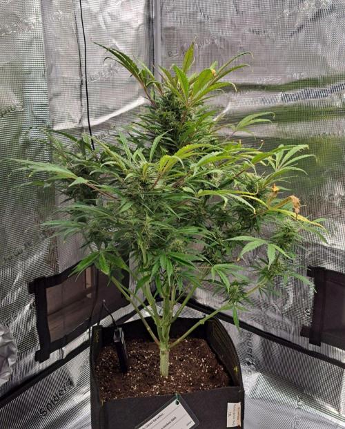 amIZIng Diesel. Week 8 - Day 56