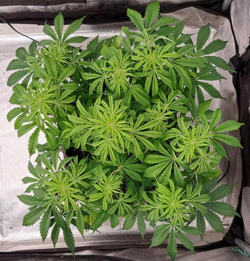 A little Ginger Punch for Venus. Week 7