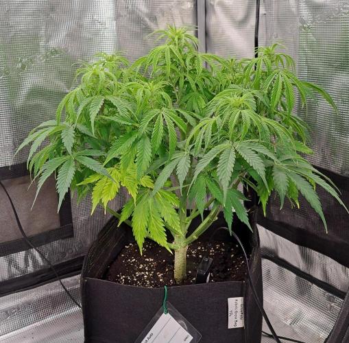 A little Ginger Punch for Venus. Week 7