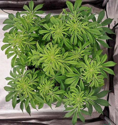 A little Ginger Punch for Venus. Week 7