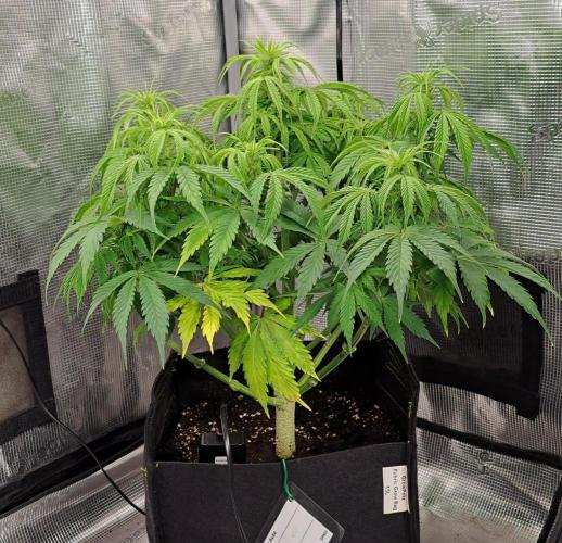 A little Ginger Punch for Venus. Week 7