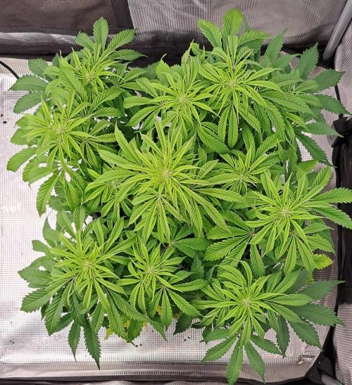 A little Ginger Punch for Venus. Week 7