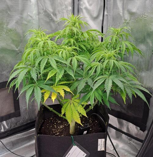 A little Ginger Punch for Venus. Week 7