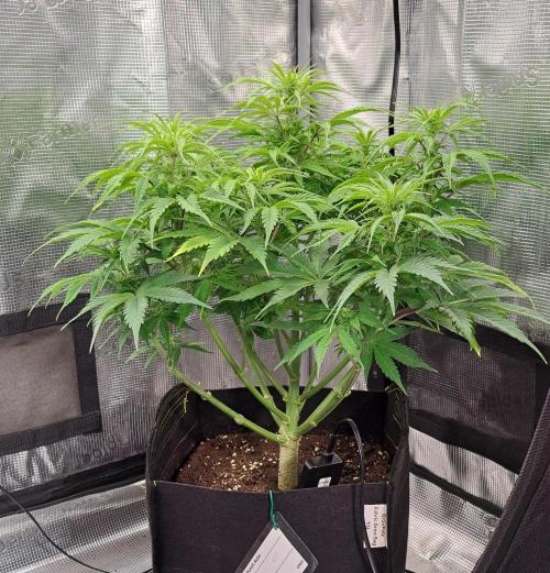 A little Ginger Punch for Venus. Week 7