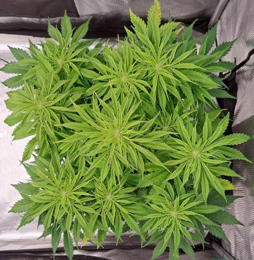 A little Ginger Punch for Venus. Week 7