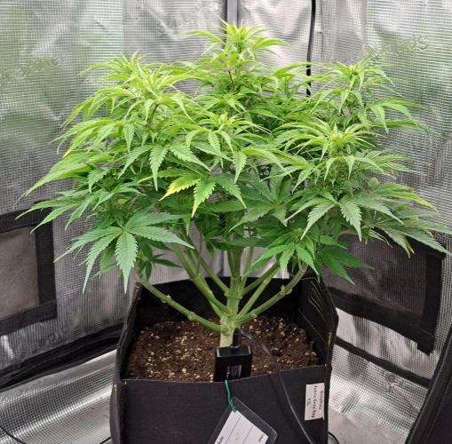 A little Ginger Punch for Venus. Week 7