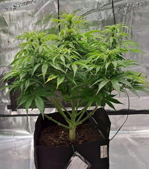 A little Ginger Punch for Venus. Week 7