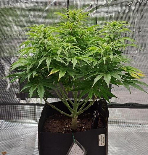 A little Ginger Punch for Venus. Week 7